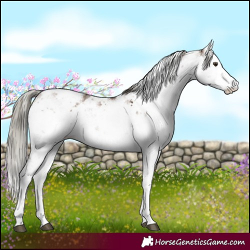 Horse Color:Liver Red Dun Mushroom Sabino Rabicano 