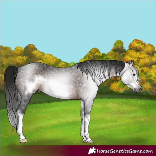 Horse Color:Gray White Spotted Brown Splash Frame Rabicano 