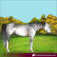 Horse Color:Gray White Spotted Brown Splash Frame Rabicano 