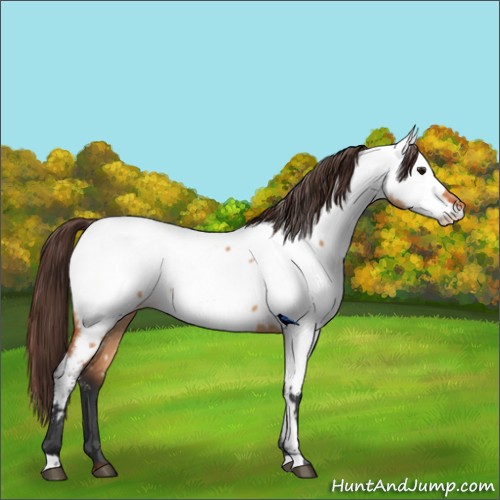 Horse Color:Bay Dun Near Fewspot 