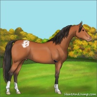 Horse Color:Bay Appaloosa 