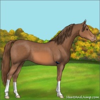 Horse Color:Chestnut Appaloosa