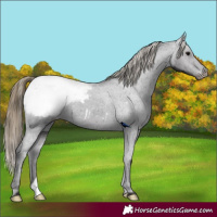 Horse Color:Smoky Black Appaloosa 