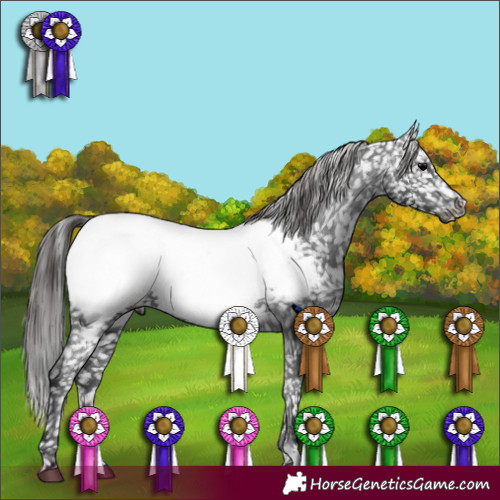 Horse Color:Black Appaloosa 