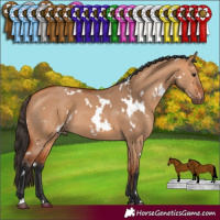 Horse Color:White Spotted Bay Dun 