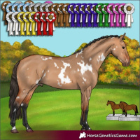 Horse Color:White Spotted Bay Dun 