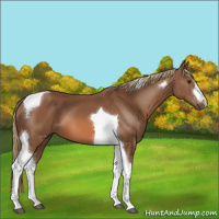 Horse Color:Chestnut Tobiano