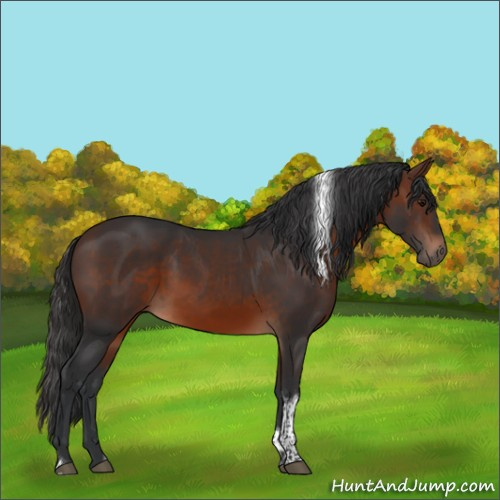 Horse Color:Brown Tobiano 