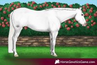 Horse Color:White Spotted Silver Bay Splash Appaloosa 