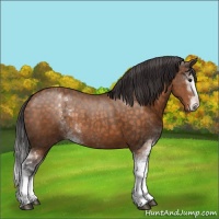 Horse Color:Buckskin Mushroom Sabino 
