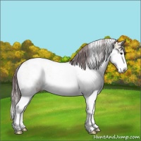 Horse Color:Chocolate Buckskin Dun Sabino 