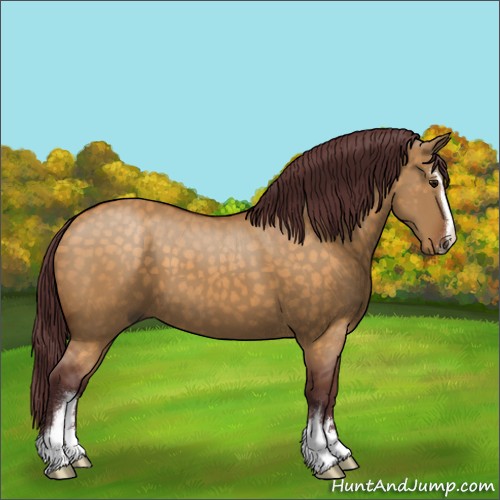 Horse Color:Chocolate Buckskin Dun Sabino 