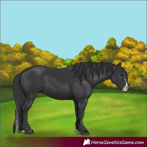 Horse Color:Black Splash