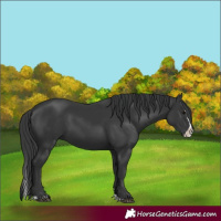Horse Color:Black Splash