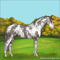 Horse Color:White Spotted Liver Chestnut Sabino Appaloosa 