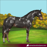 Horse Color:White Spotted Liver Chestnut Sabino
