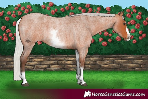 Horse Color:White Spotted Silver Bay Roan Splash