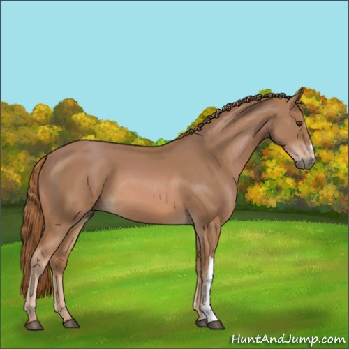 Horse Color:Chestnut 