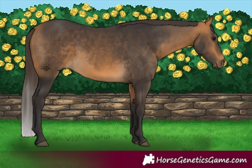 Horse Color:Buckskin 