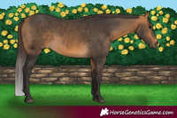 Horse Color:Buckskin 