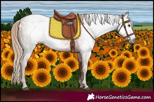 Horse Color:Gray White Spotted Chestnut Rabicano