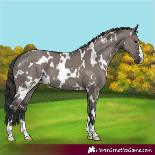 Horse Color:White Spotted Grullo