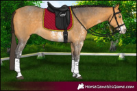 Horse Color:Buckskin Sabino
