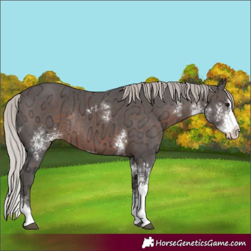 Horse Color:Silver Brown Ice Sabino Rabicano 