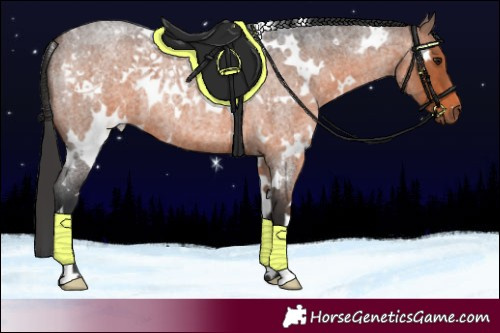 Horse Color:White Spotted Brown Roan 