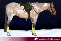 Horse Color:White Spotted Brown Roan 