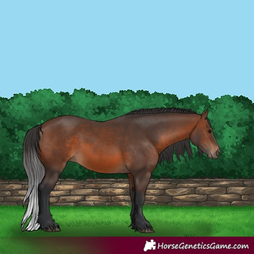 Horse Color:Brown 
