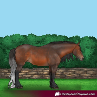 Horse Color:Brown 