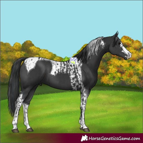 Horse Color:Black  and Black Tobiano 