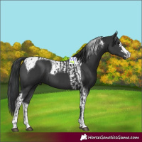 Horse Color:Black  and Black Tobiano 