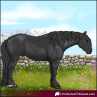 Horse Color:Black 
