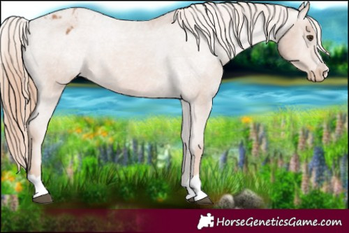 Horse Color:Chestnut Appaloosa 