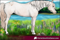 Horse Color:Chestnut Appaloosa