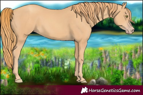 Horse Color:Gold Champagne 