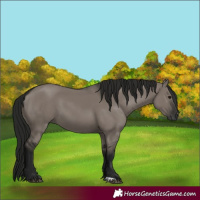 Horse Color:Gray Grullo 