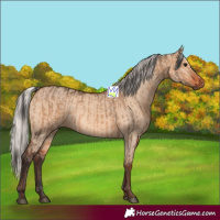Horse Color:Bay Dun  and Silver Bay Dun 
