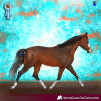 Horse Color:Bay 