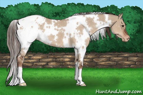 Horse Color:White Spotted Liver Red Dun Appaloosa 