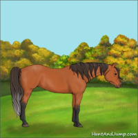 Horse Color:Bay 