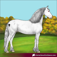 Horse Color:Silver Grullo Chinchilla Sabino 