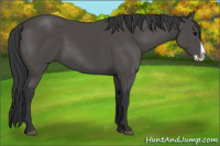 Horse Color:Black Splash