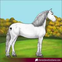 Horse Color:White Spotted Liver Chestnut Mushroom Appaloosa 
