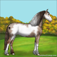 Horse Color:Liver Red Dun Frame Appaloosa 