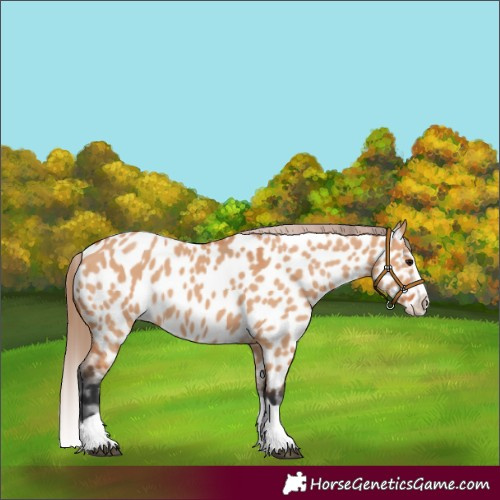 Horse Color:Bay Dun Splash Appaloosa