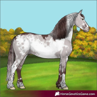 Horse Color:White Spotted Chocolate Grullo Chinchilla Frame 