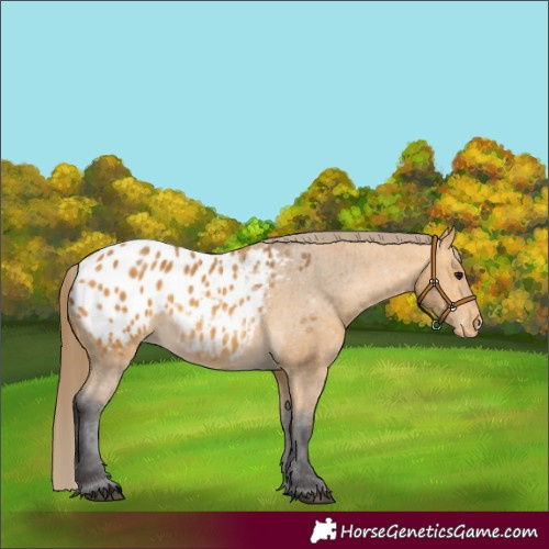 Horse Color:Buckskin Appaloosa 
